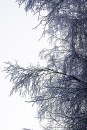 Ziema foto