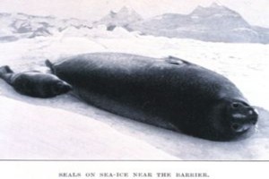 Dānijas piekrastē izskalotiem roņu mazuļiem konstatēts nāvējošs vīruss