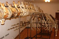 Rīgas Zooloģiskajā dārzā būs apskatāms Baltijas jūrā izskalotā kuprvaļa skelets
