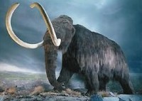 Par Soču olimpisko spēļu talismanu varētu kļūt mamuts