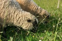 Vācijā dārza darbiem iznomā aitas un pīles