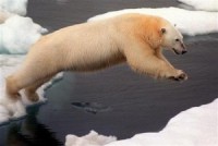 Nomiris no Tallinas zooloģiskā dārza krātiņa izbēgušais baltais lācis