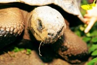 Latgalē izšķīlies rekordliels purva bruņurupuču skaits