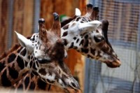 Zoodārza jubilejas svinības un žirafes pulcina rekordlielu apmeklētāju skaitu