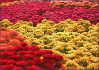 Devītajā Baltijas ziedu paklāju festivālā būs vērojams rekordskaits floristu meistardarbu