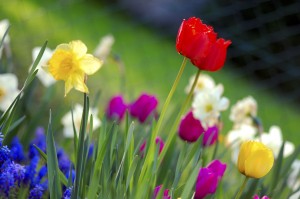 Latvijas Universitātes Botāniskajā dārzā norisināsies pavasara svētki