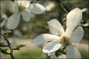 Latvijas Universitātes Botāniskajā dārzā sācies magnoliju laiks