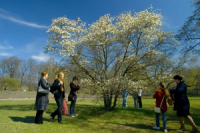 LU Botāniskajā dārzā svinēs „Pavasara svētkus”