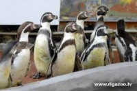 Rīgas Zoo ieradušies pingvīni