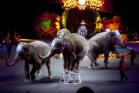 Aicina Rīgas cirku pārtraukt sadarbību ar cietsirdīgu ziloņu dresētāju (+VIDEO)