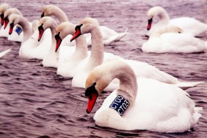 Izstāde "Gulbju dzīves noslēpumi"