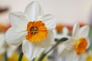 „Pavasara puķu trakums”