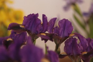 Zemo bārdaino īrisu izstāde