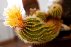 Dabas muzejā atklāta orhideju un kaktusu izstāde