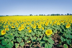 23 dalībnieki Saulkrastos sacenšas par garākās saulespuķes izaudzēšanu