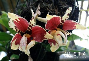 Salaspils botāniskajā dārzā uzziedējusi tīģerorhideja