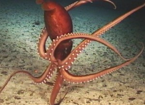 Tasmānijas krastā izskalots milzu kalmārs