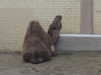 Zviedrijā ceļa malā atrasts beigts kamielis