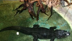 Miris viens no slavenākajiem Rīgas Zooloģiskajā dārzā iemītniekiem, aligators Čabulītis