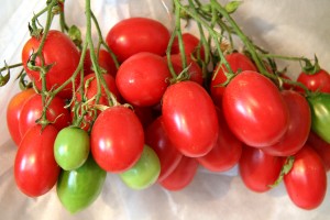 “Tomātu parāde” Latvijas Dabas muzejā