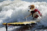 Kalifornijā noticis Pasaules čempionāts sērfingā suņiem