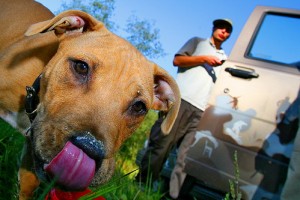 Laikraksts: Latvijā strauji attīstās dzīvnieku viesnīcu bizness