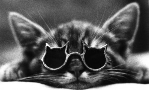 Rīgas sporta manēžā apskatāma starptautiskā šķirnes kaķu izstāde