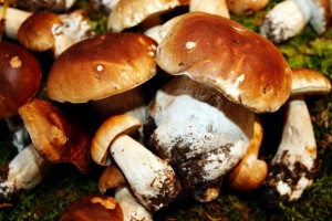 Sēņošanas čempionāta laikā savāc 125 kilogramus sēņu