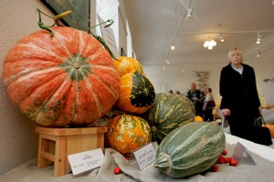 Izstādes "Ķirbis jūsu veselībai" apmeklētājiem liela interese par ķirbju sēklām