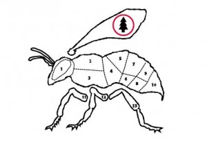 Skaņu Mežs filmu programma