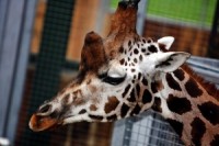 Rīgas Zooloģiskajā dārzā ieradies žirafu puisis Usmī