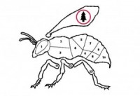 Skaņu Mežs filmu programma