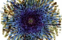 2ANNAS: Frīkvudā līdz 16 g.vec. neiesakām