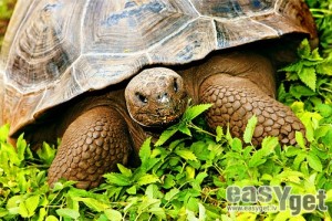 Rīgas Zooloģiskajā dārzā tiks svērti Galapagu bruņrupuči