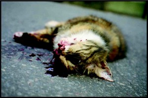 Galerijā "1.stāvs" tiks atklāta Kristiana Brektes personālizstāde "Morgs"