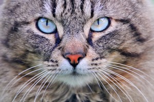 Kaķis tiek pie kontaktlēcām