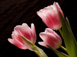 Sieviešu dienai būt!