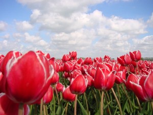 Sagaidām pavasari ar dziesmām par puķēm