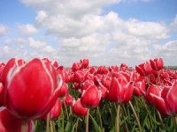 Sagaidām pavasari ar dziesmām par puķēm