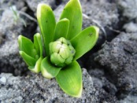 Liepājā folkloras centrā „Namīns” notiks ģimenes diena