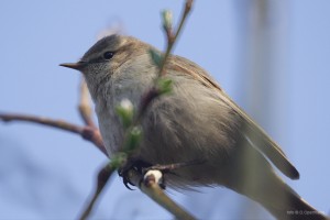 Eduards Švāns piedāvā lejupielādēt putnu balsis