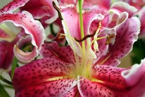 Notiks Rīgas Ziedu Balle zaļumos