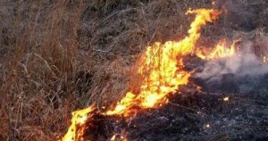 Brīdina par kūlas dedzināšanas nodarīto kaitējumu dabai