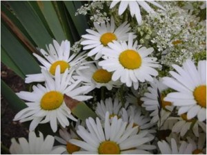 Rīgā tiks plaši svinēti Līgo svētki