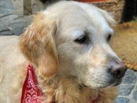 Kāpēc suņi dzied?