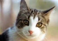 Lielbritānijā kaķis kleptomāns apzog kaimiņu veļas striķus