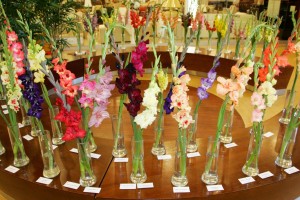 Gaidot jauno mācību gadu, tirdzniecības centrā Spice Home atklāj krāšņu gladiolu izstādi