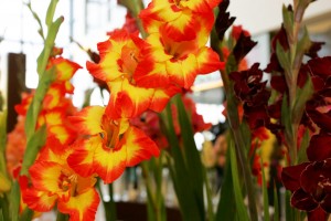 Vairāk kā 100 šķirņu gladiolas skatāmas izstādē tirdzniecības centrā Spice Home