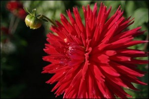 Rudens svētki Latvijas Universitātes Botāniskajā dārzā