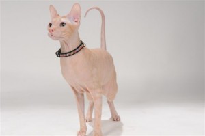 Ķīpsalā noteikts četrkājainos "Rīgas Mis Ņau" un "Rīgas Misters Ņau"